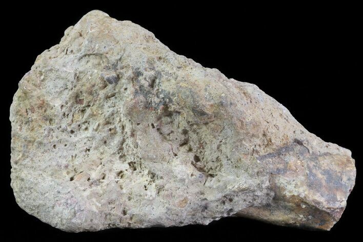 Dimetrodon Partial Limb Bone - Texas #67822